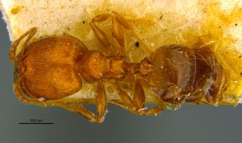 Media type: image;   Entomology 20749 Aspect: habitus dorsal view